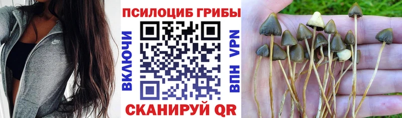 ссылка на мегу рабочий сайт  даркнет сайт  Сорск  Псилоцибиновые грибы мицелий 